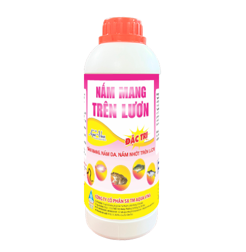 nấm mang trên lươn nuôi lươn